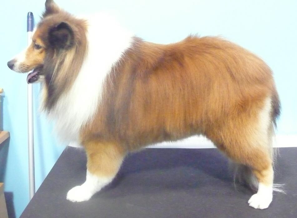 Images Transitions Grooming