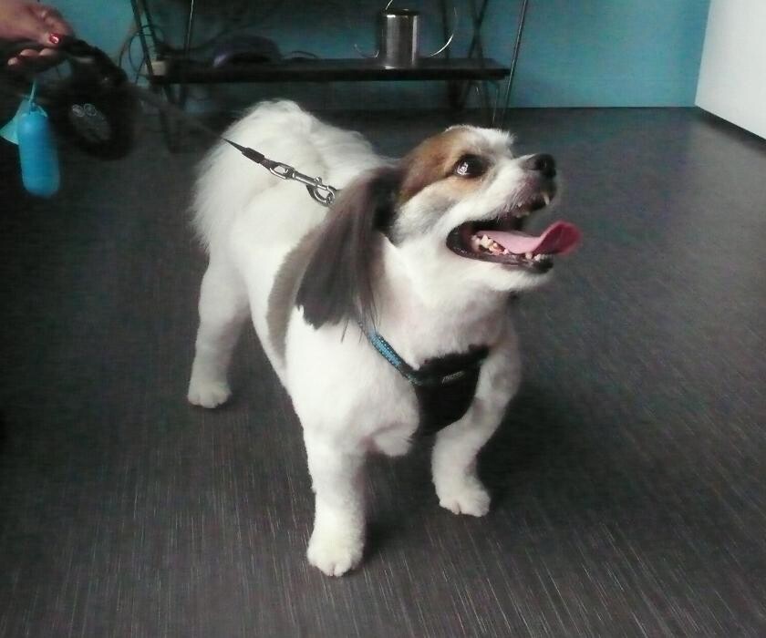 Images Transitions Grooming