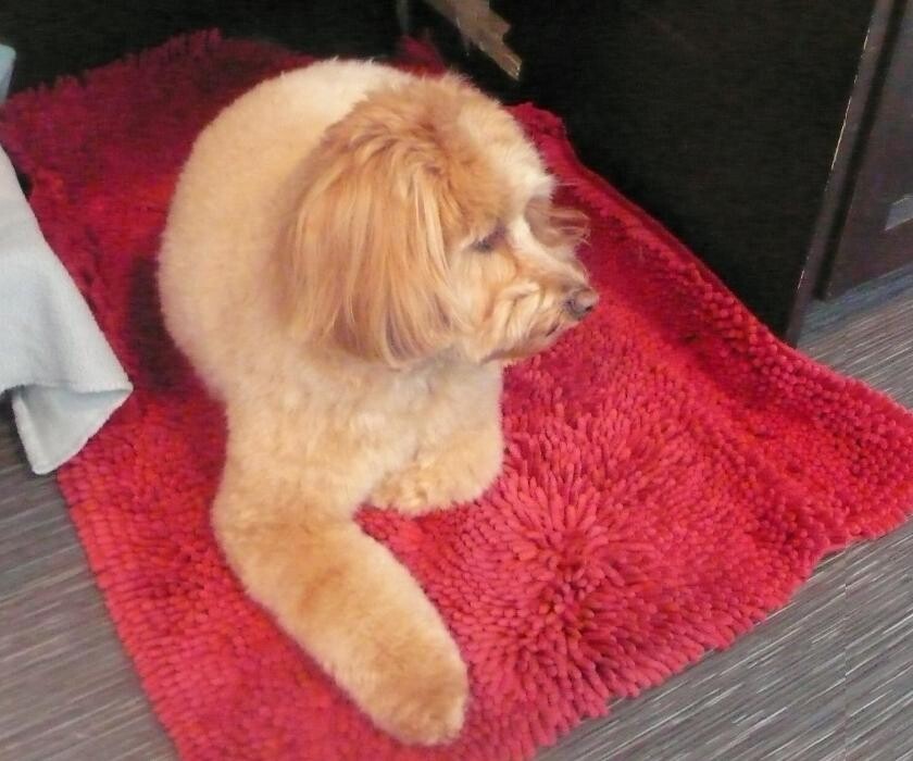 Images Transitions Grooming