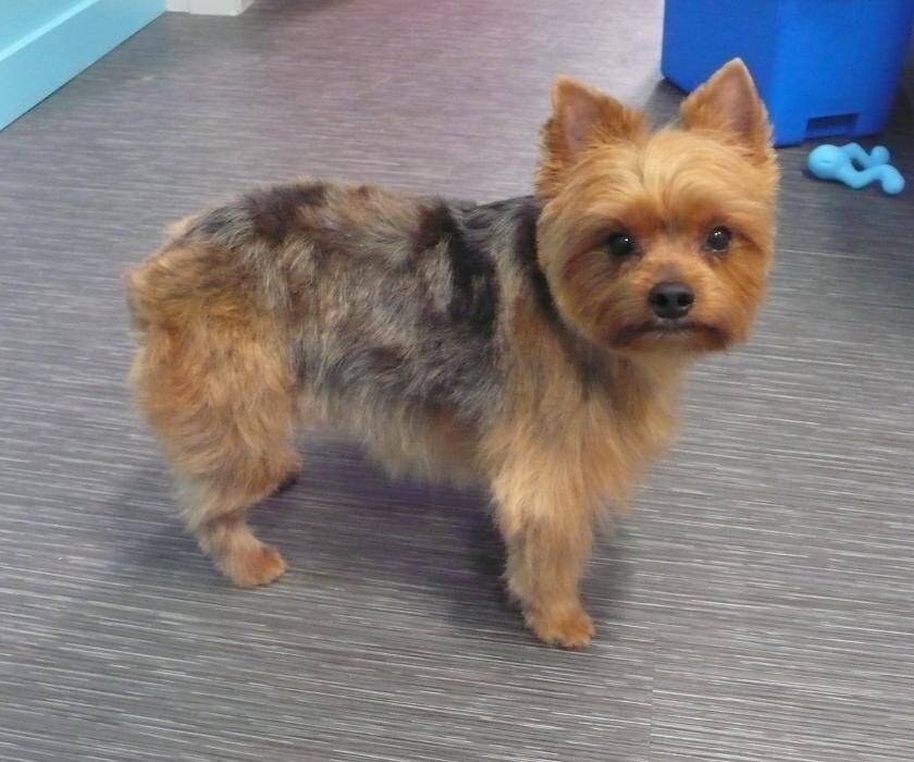 Images Transitions Grooming