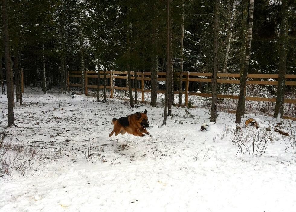 Images Mango Spaw Pet Boarding