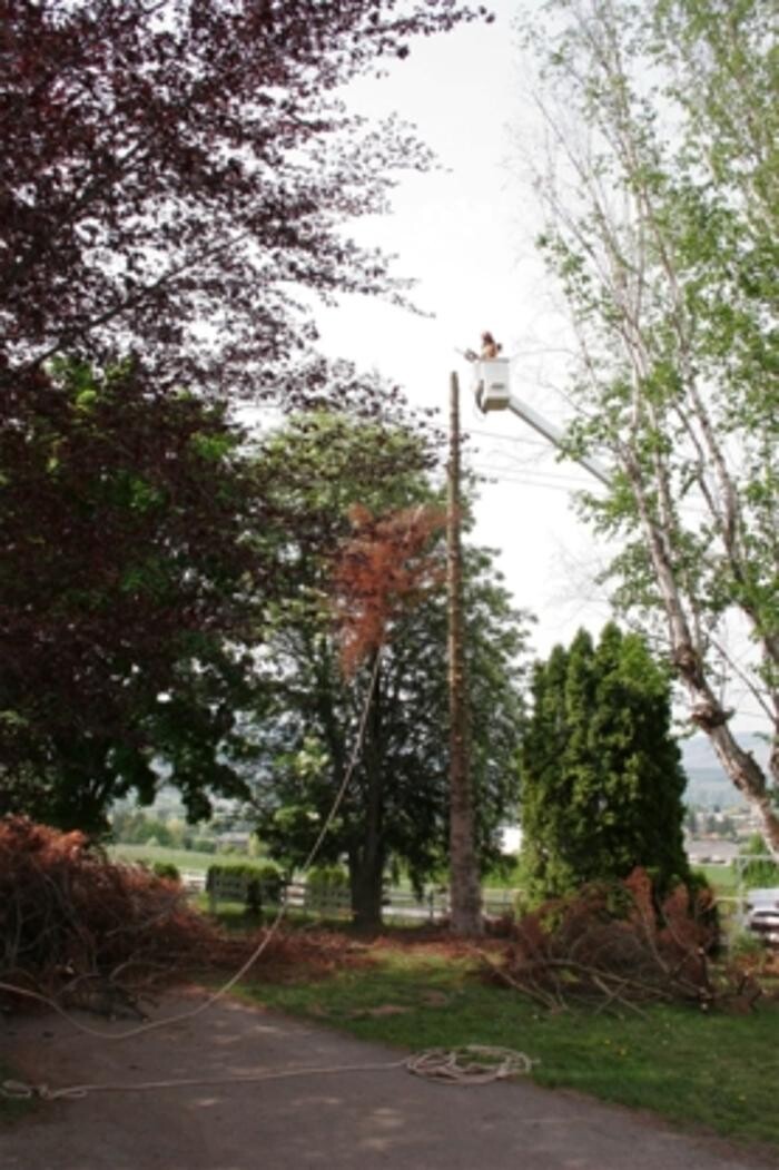 Images All Pro Tree & Landscaping Services