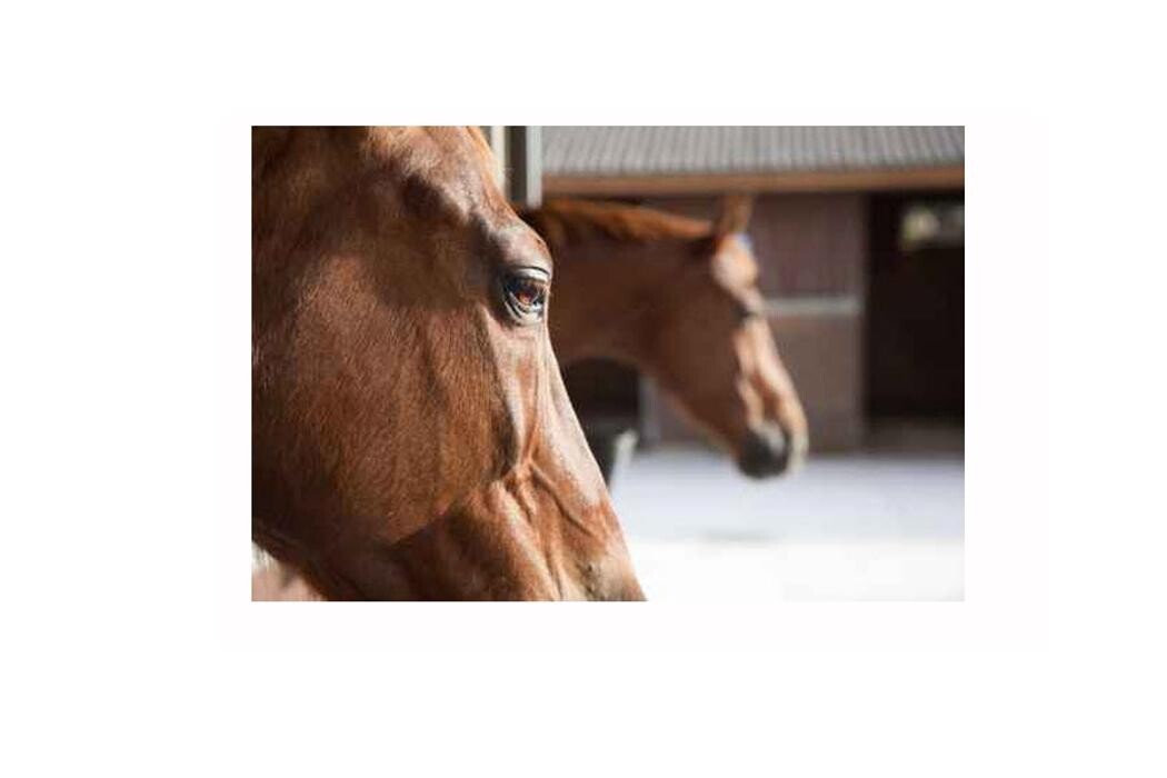 Images McGregor Veterinary Services