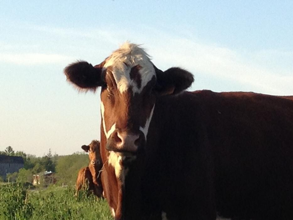 Images McGregor Veterinary Services