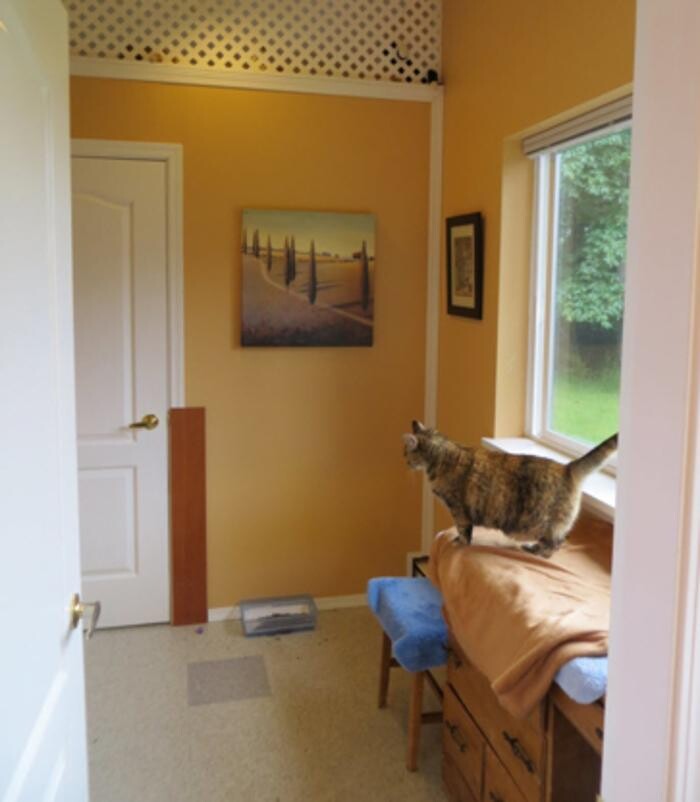 Images Cozy Cats Cottage