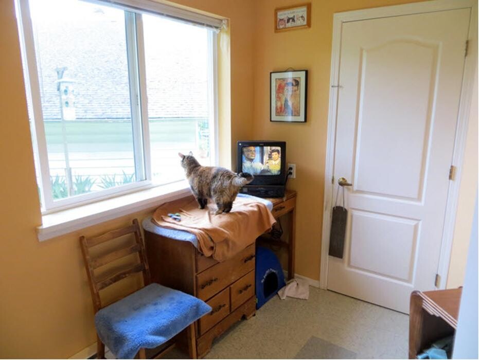 Images Cozy Cats Cottage