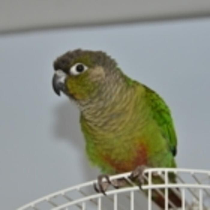 Images Courtenay Pet Centre Ltd