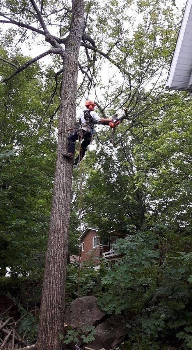 Images Élagage JM et Abattage d'Arbres