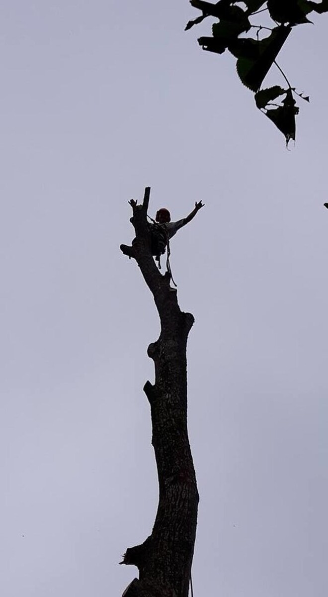 Images Élagage JM et Abattage d'Arbres