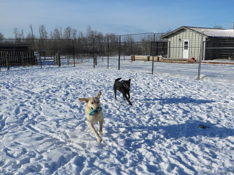 Images Hill Top Kennels
