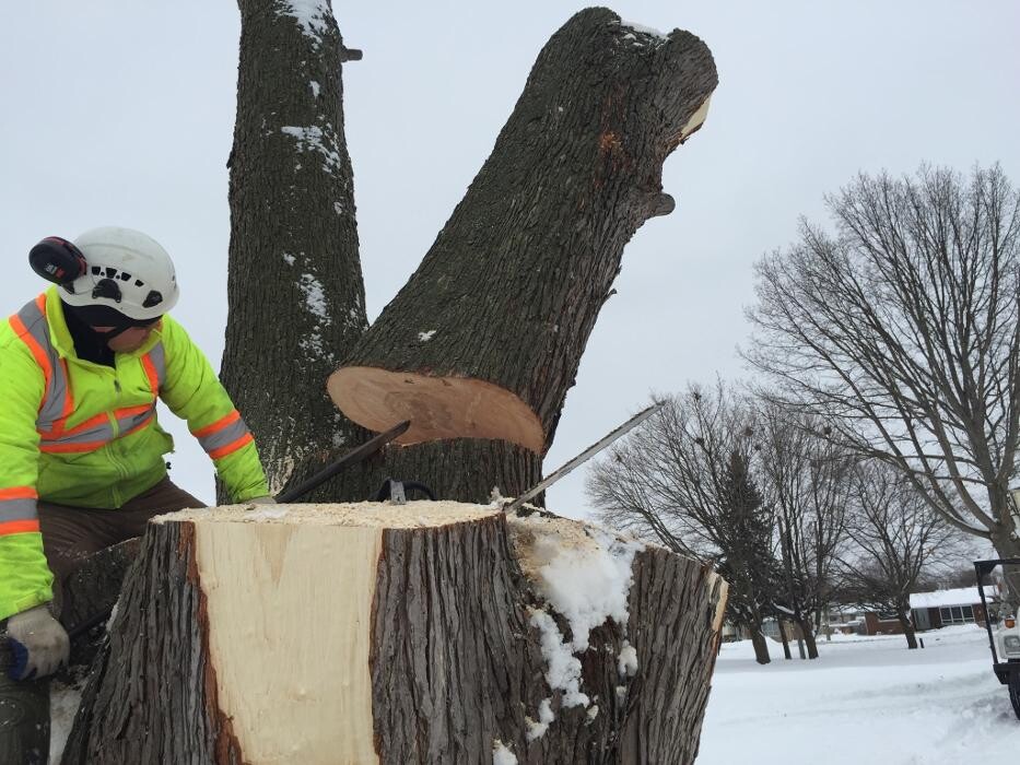 Images St Catharines Tree Service