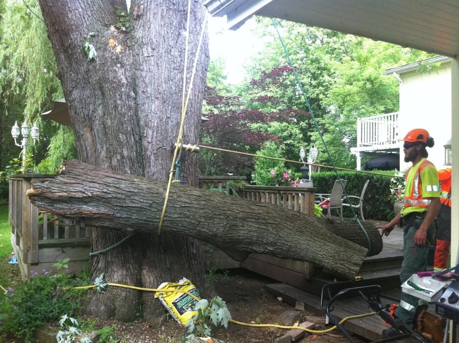 Images St Catharines Tree Service