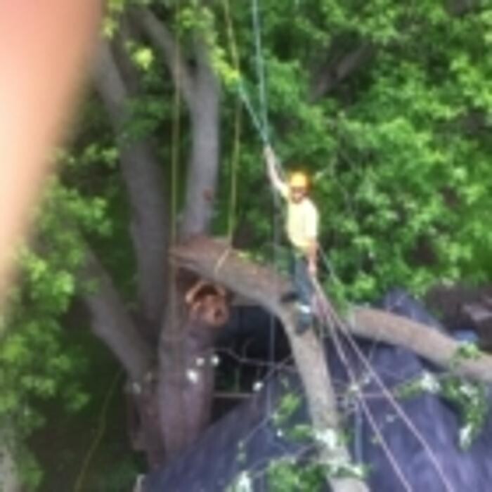 Images St Catharines Tree Service