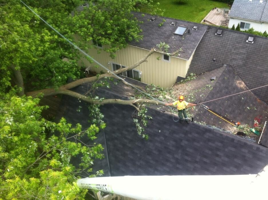 Images St Catharines Tree Service