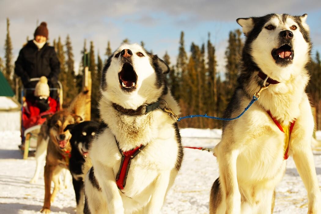 Images Arctic Range Adventure