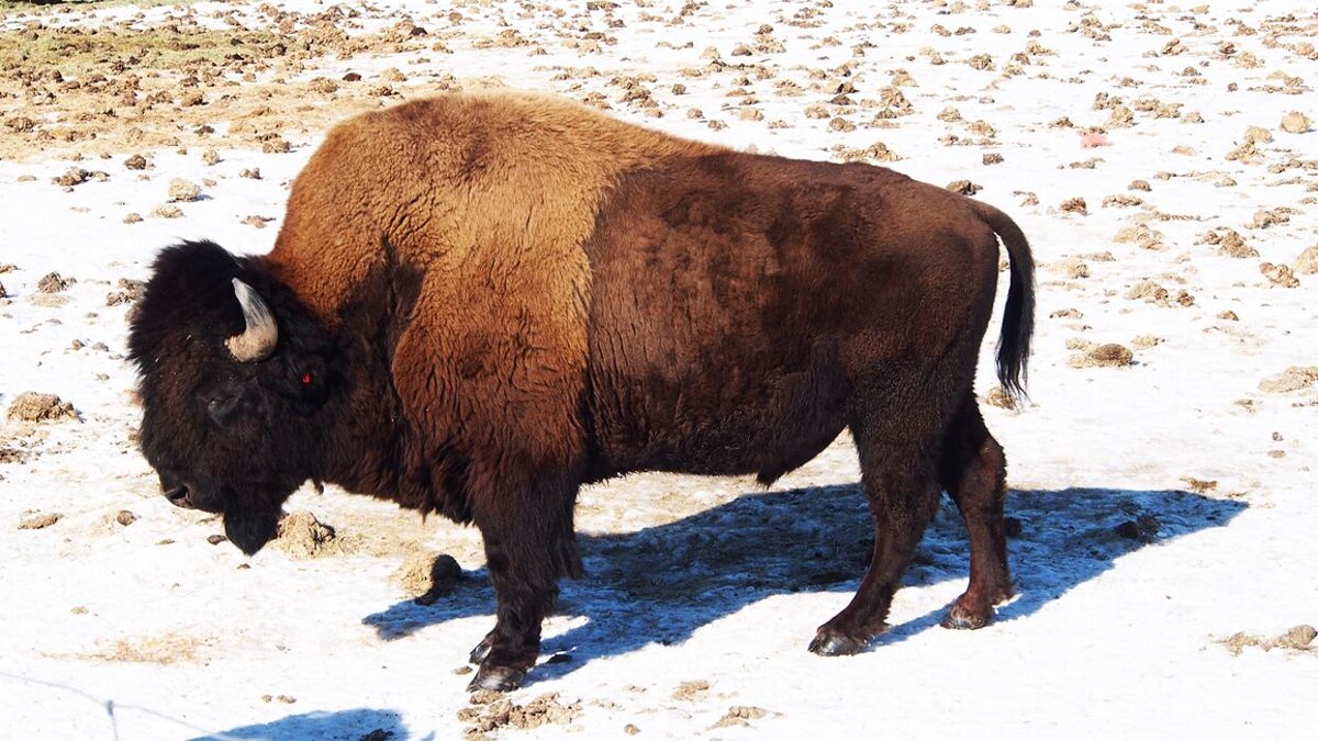 Images Arctic Range Adventure