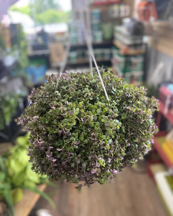 Images Leis Landscaping Yard & Country Store