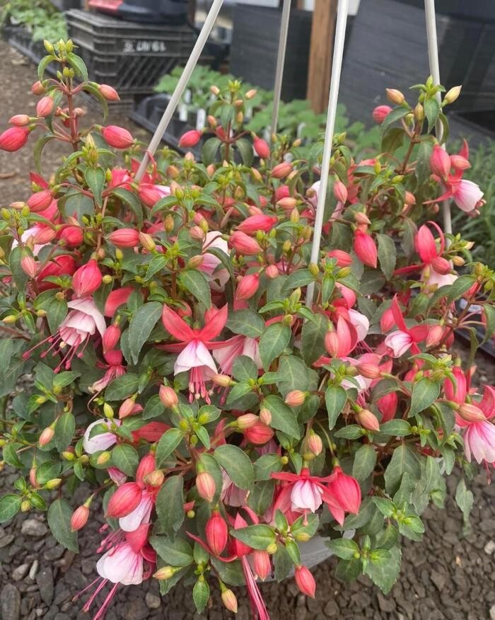 Images Leis Landscaping Yard & Country Store