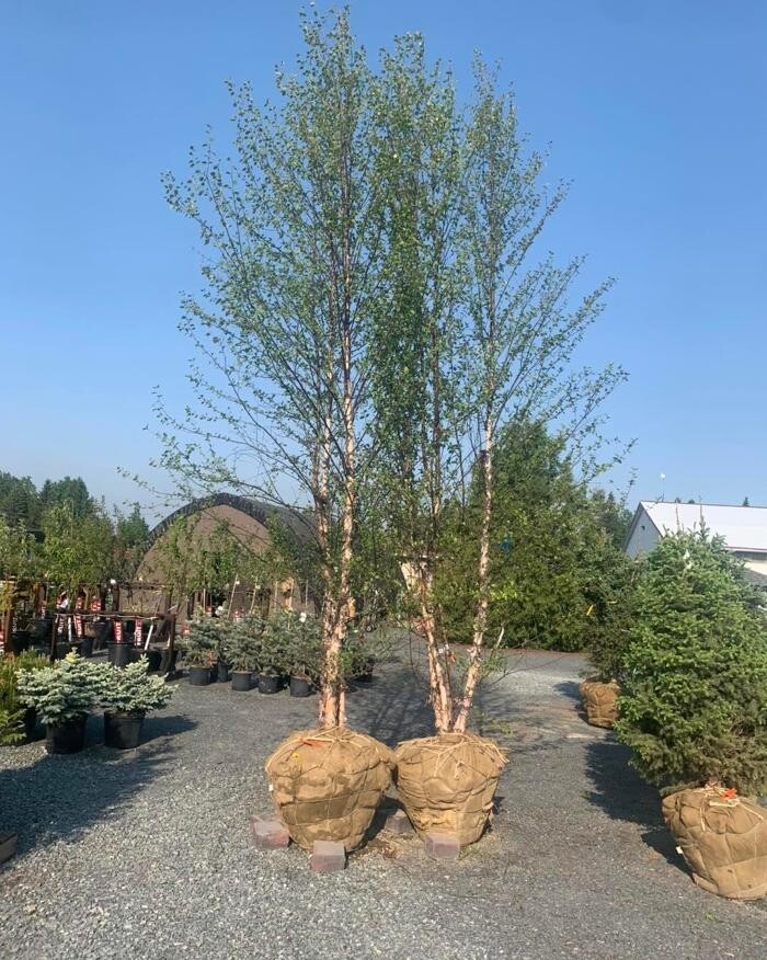 Images Leis Landscaping Yard & Country Store