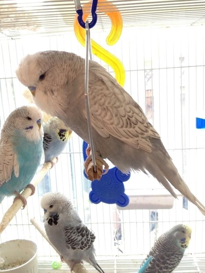 Images Ziggy's Feathered Friends