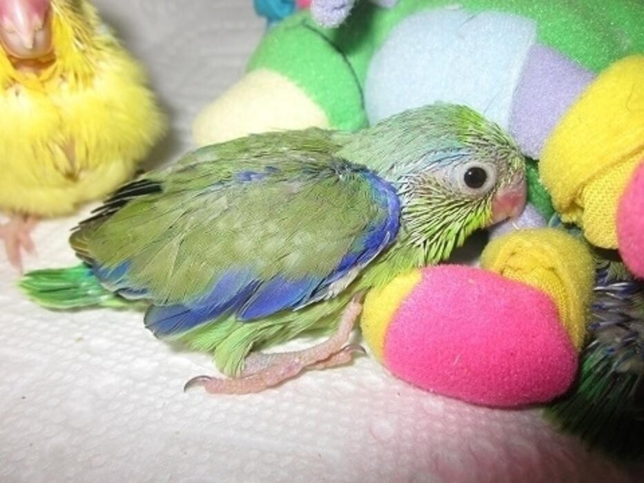 Images Ziggy's Feathered Friends