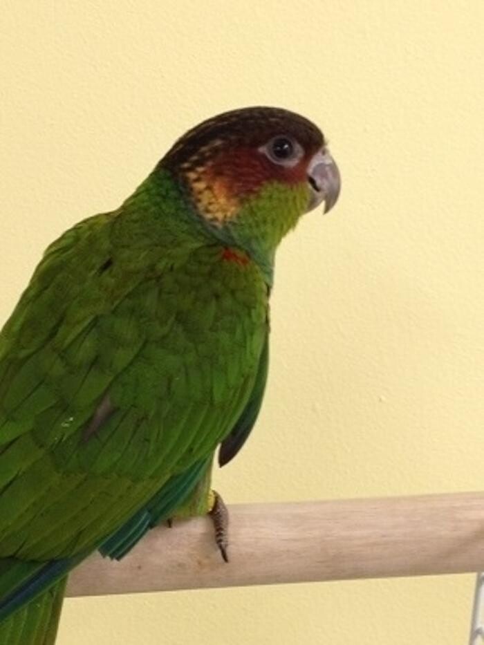 Images Ziggy's Feathered Friends