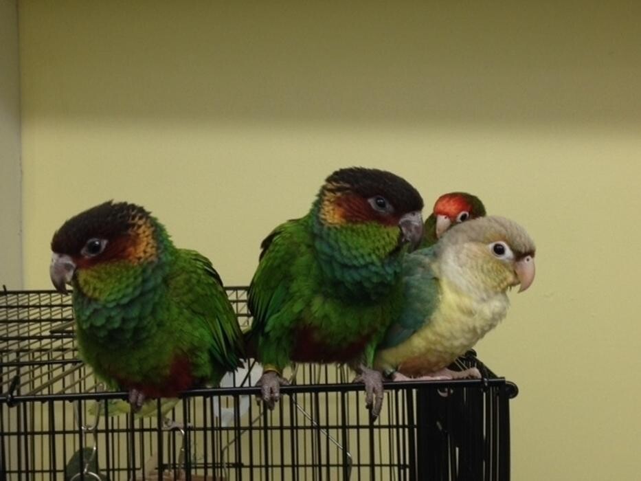 Images Ziggy's Feathered Friends