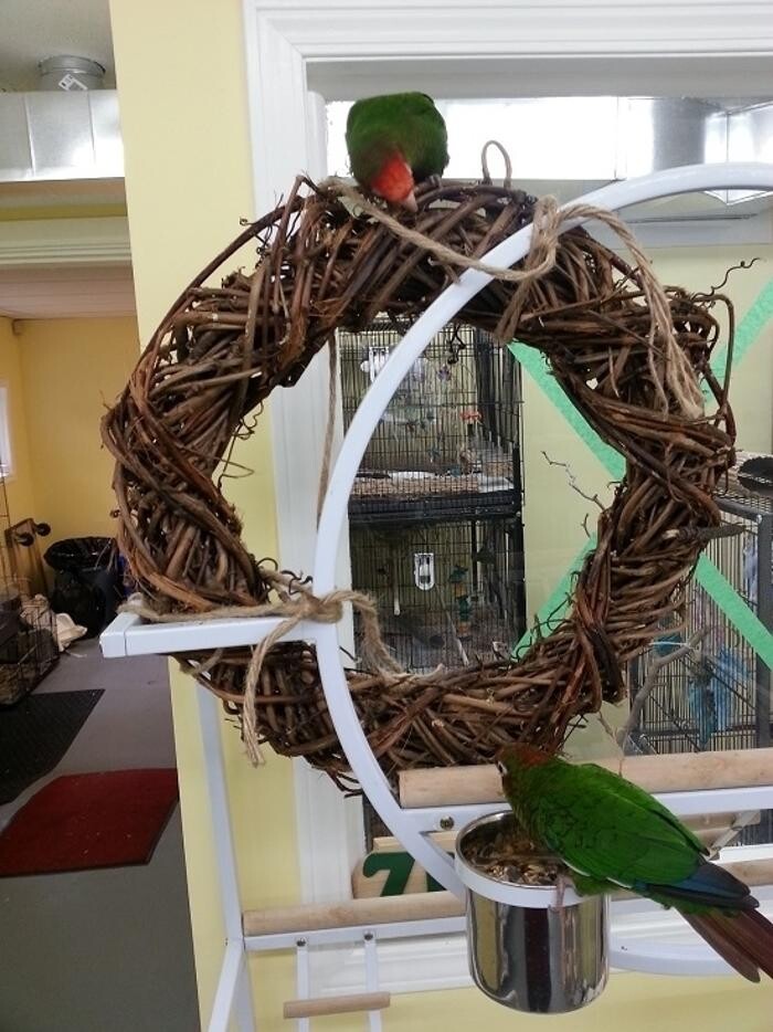 Images Ziggy's Feathered Friends