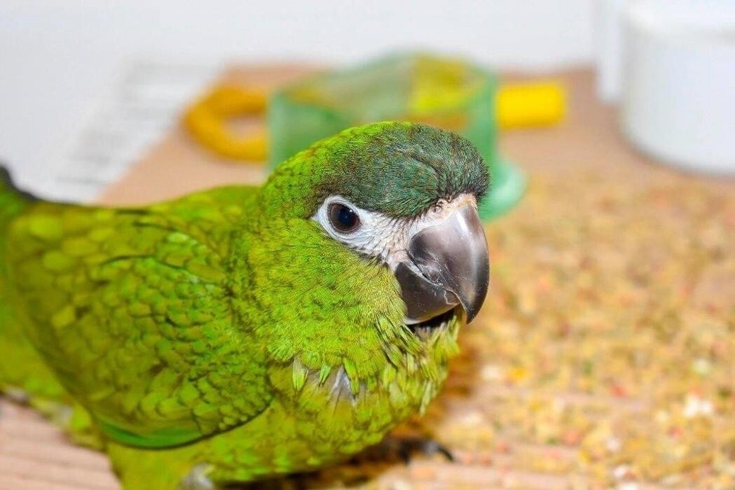 Images Ziggy's Feathered Friends