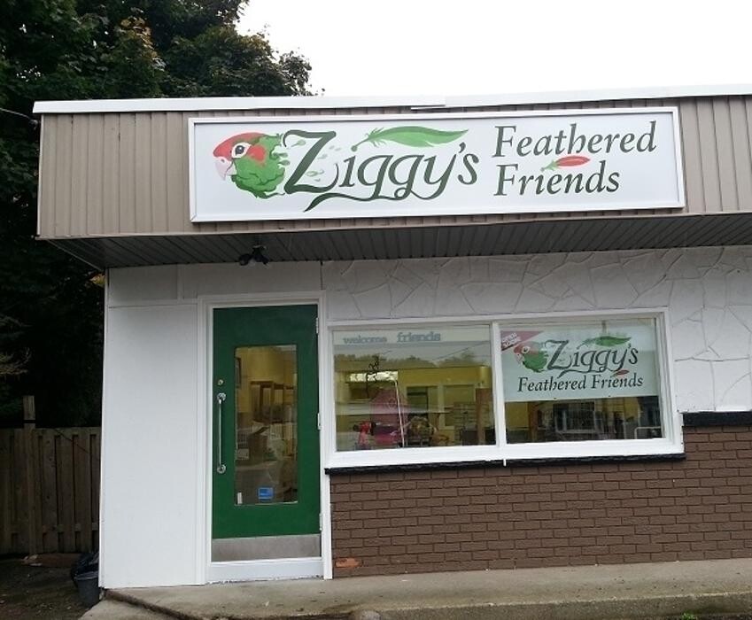 Images Ziggy's Feathered Friends