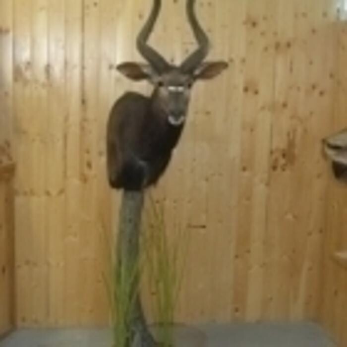 Images Taxidermie Robillard II