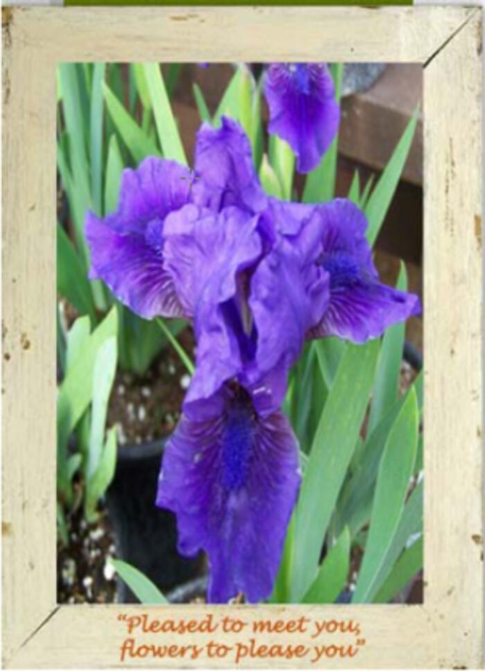 Images Golden Plains