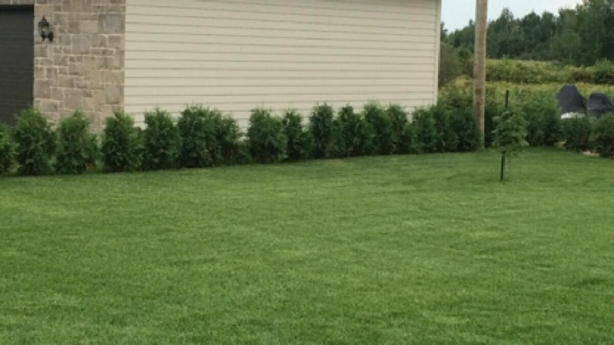 Images Cèdres Dolbeau - Haie de Cèdres