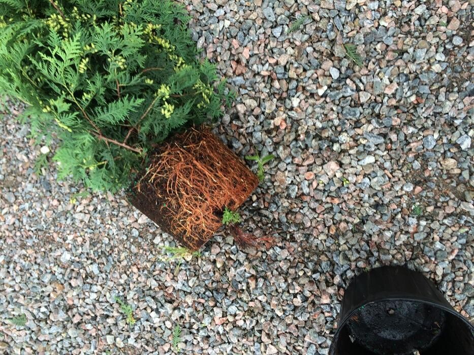 Images Cèdres Dolbeau - Haie de Cèdres