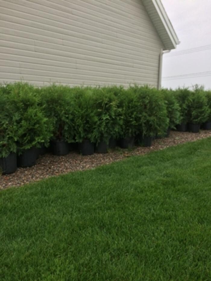 Images Cèdres Dolbeau - Haie de Cèdres