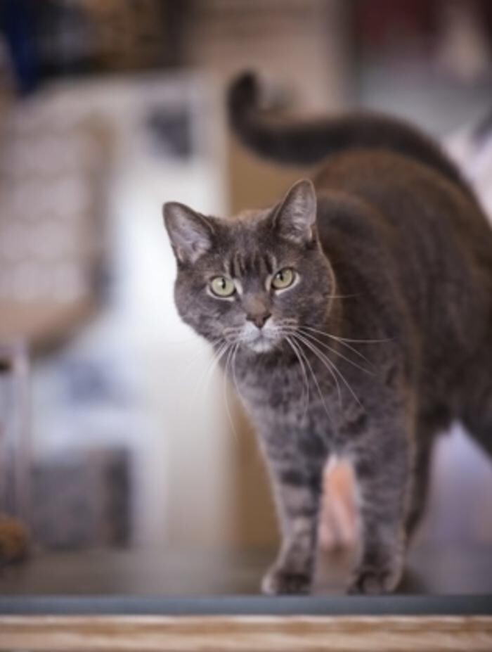 Images Maccormick Veterinary Services