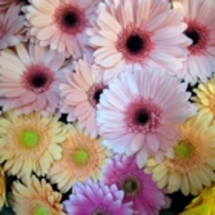 Images Apple Blossom Florist