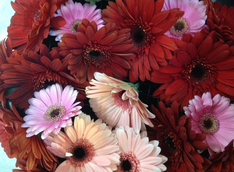 Images Apple Blossom Florist