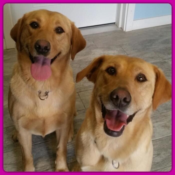 Images Dogwood Boarding Kennel