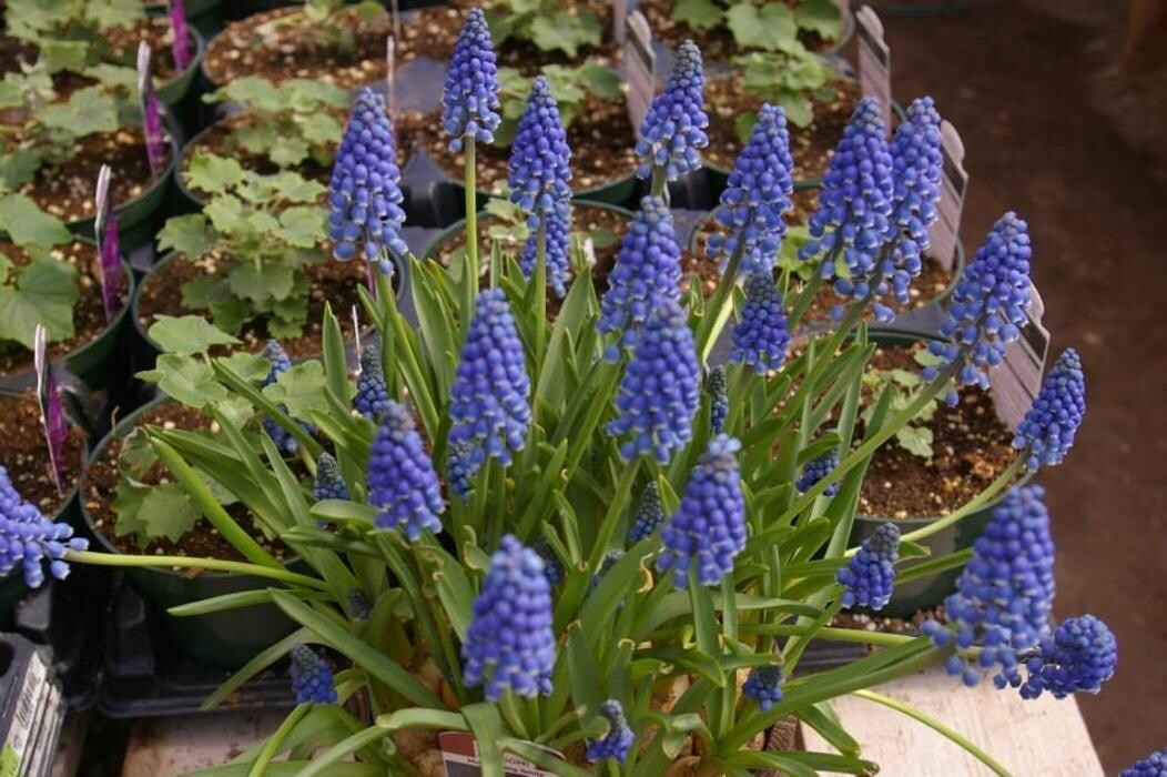 Images Horse Lake Garden Centre