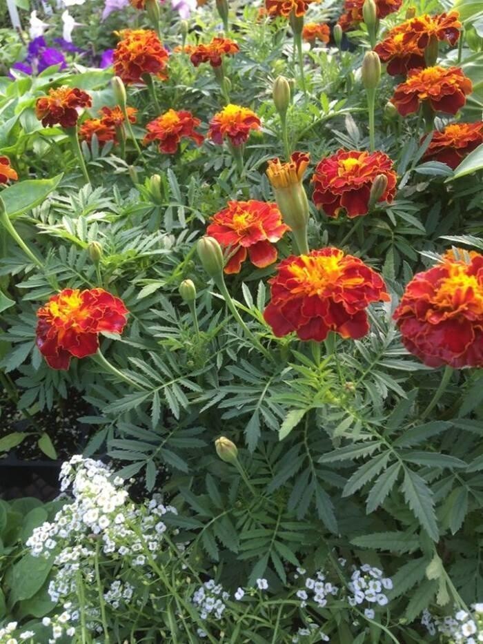 Images Green Street Landscaping