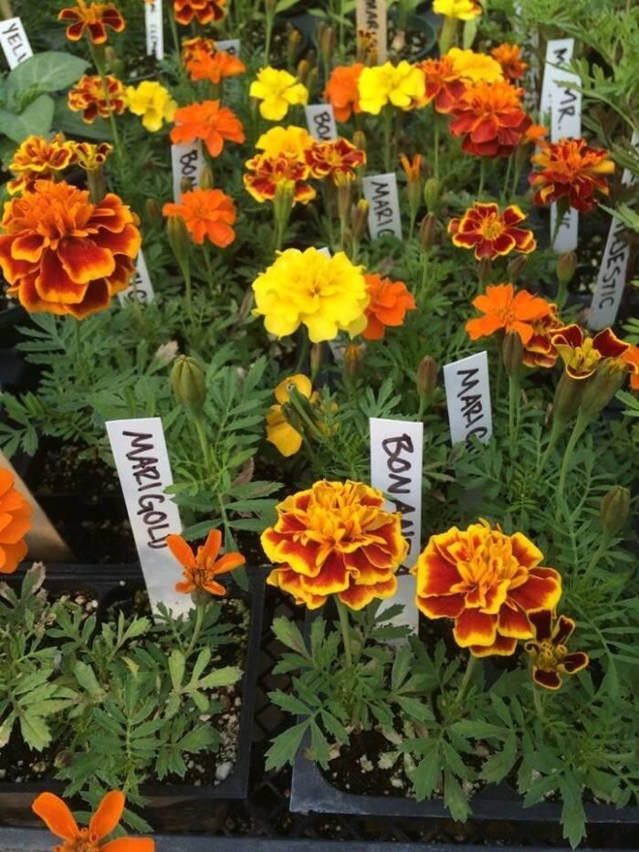 Images Green Street Landscaping