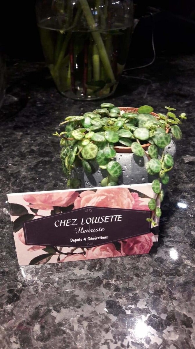 Images Chez Louisette Fleuriste Inc