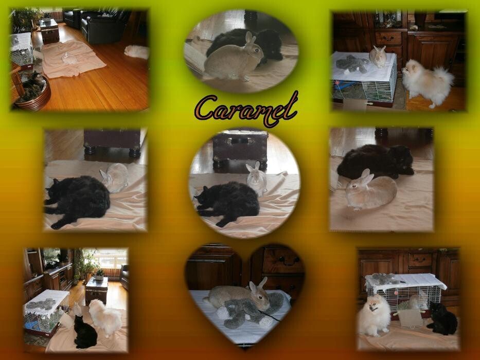 Images Garderie Aux P'tits Poils et Plumes
