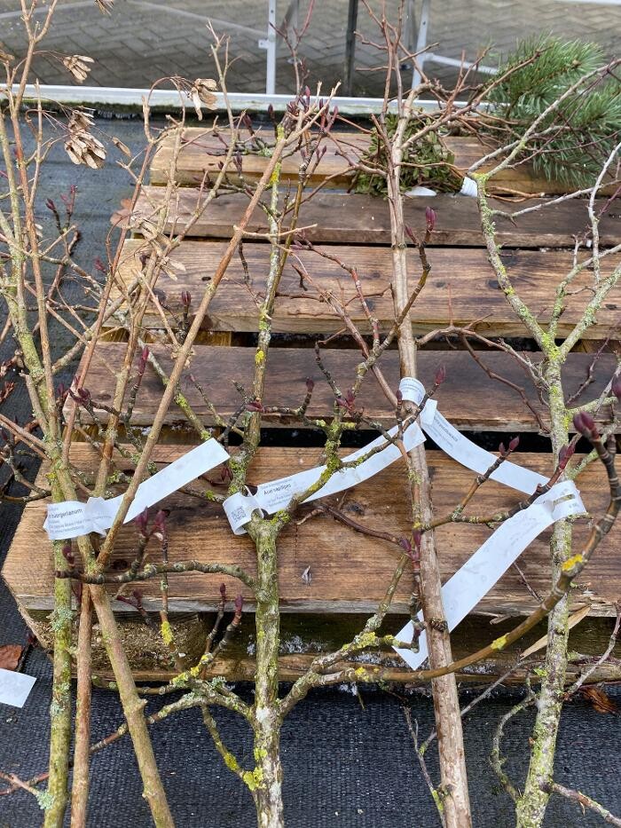 Bilder Haller AG