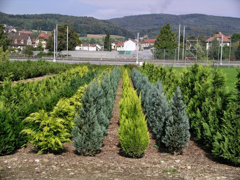 Bilder Haller AG