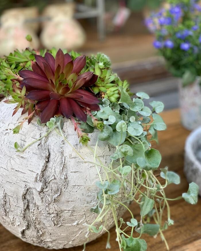 Bilder Les Fleuridées