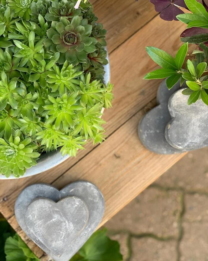 Bilder Les Fleuridées