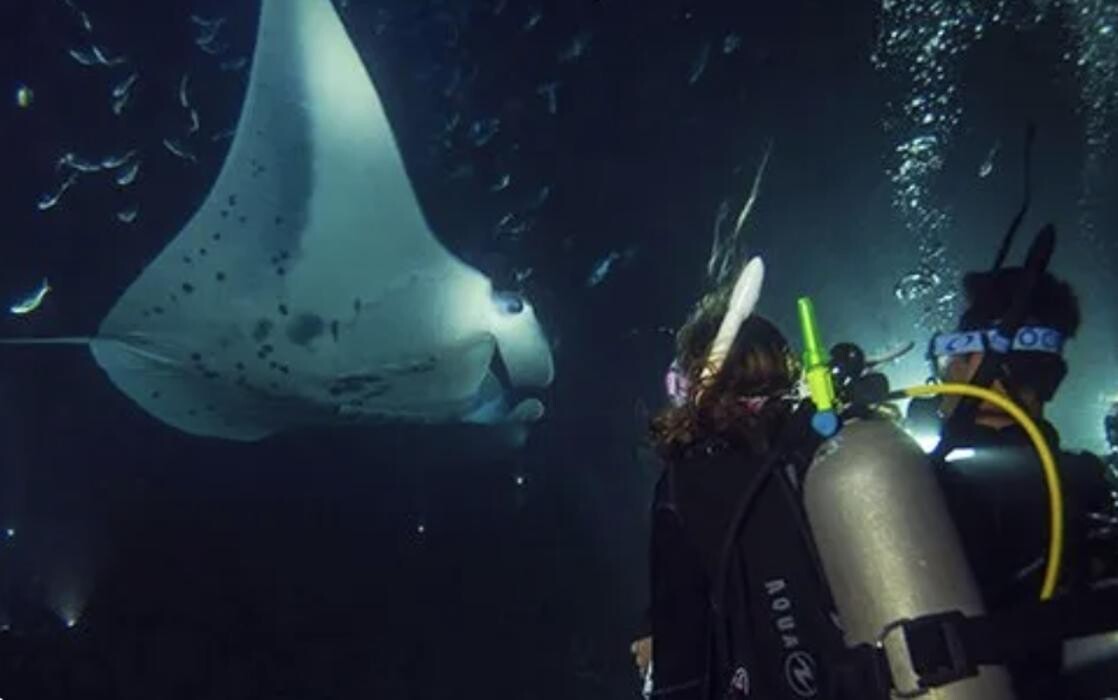 Bilder Diving Shop Immersion SA Genève