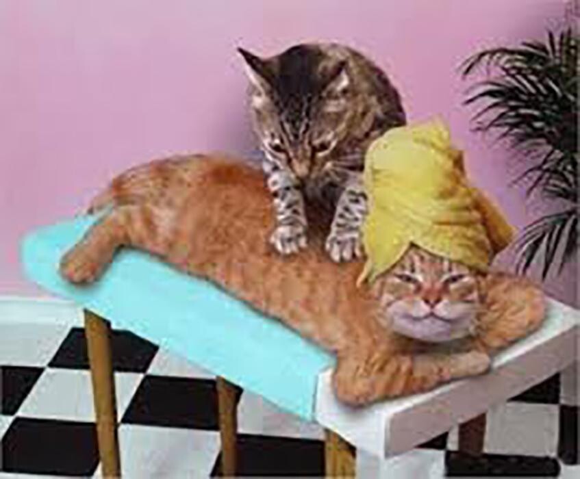 Bilder Le Petit Coin Massages : massage et soin énergétique